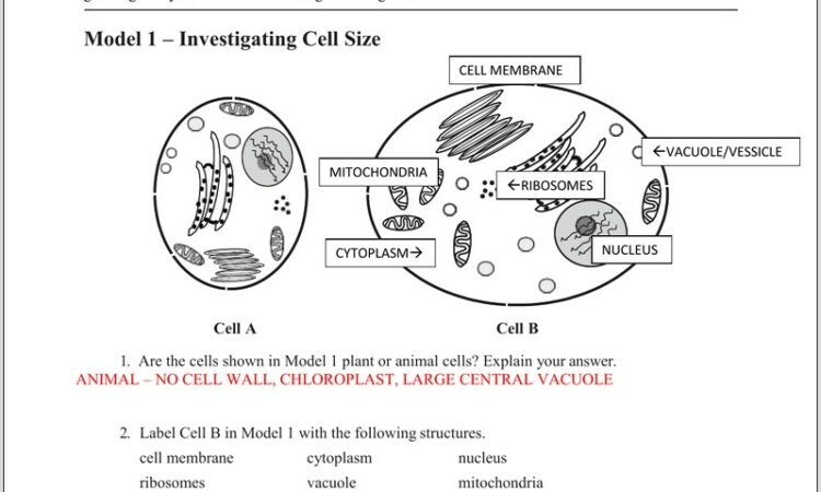 The Cell Cycle Worksheet Extension Questions