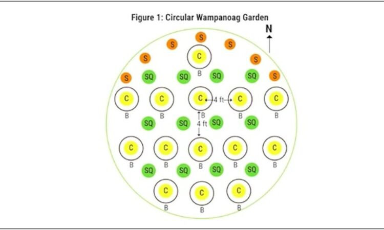 Three Sisters Planting Diagram