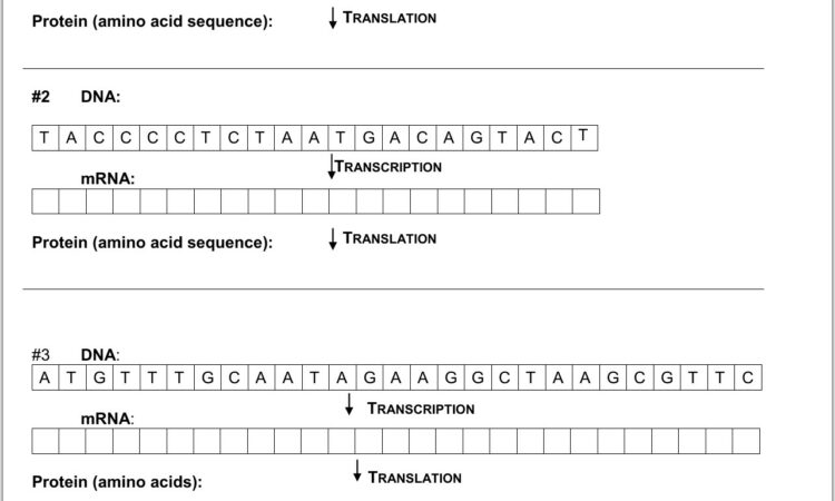 Translation Math Worksheet Pdf