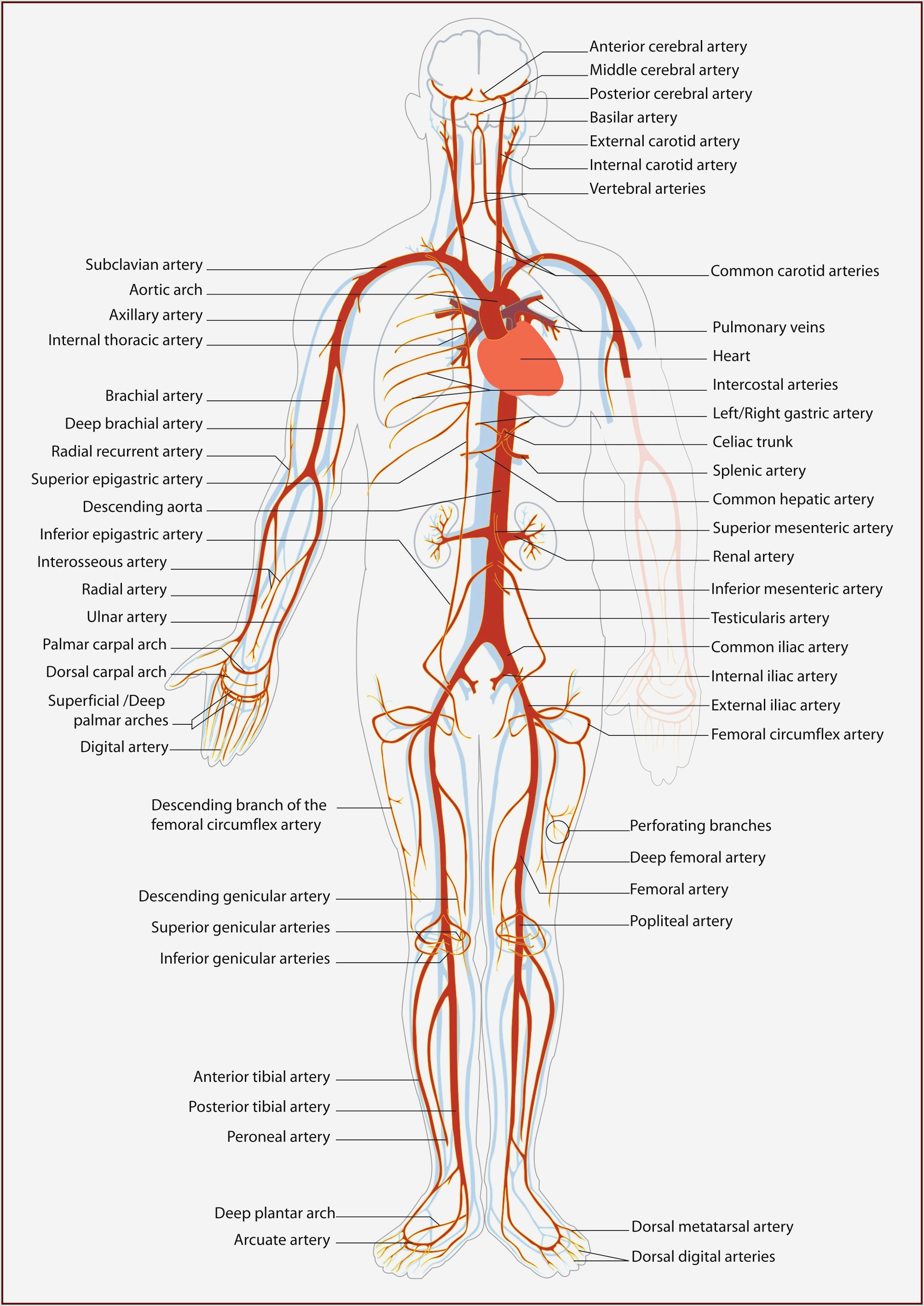 Veins And Arteries Of The Leg Diagram