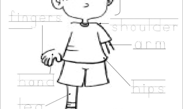 Worksheet Body Lable Printable Children