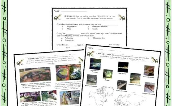 Worksheet Food Chain Interactions