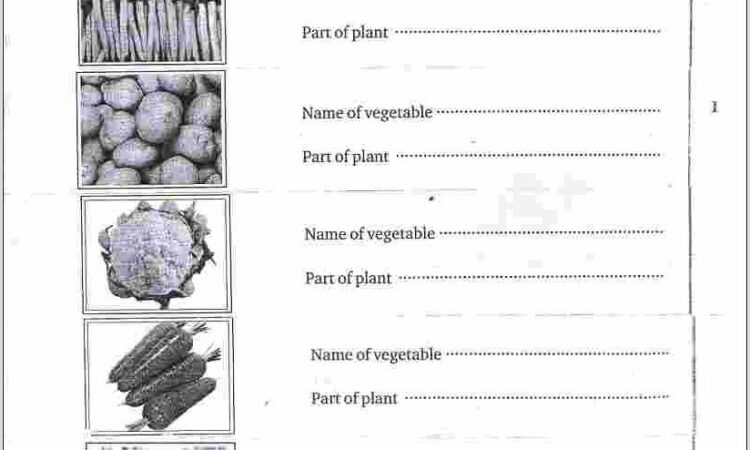 Worksheet For Class 5 Evs Kv