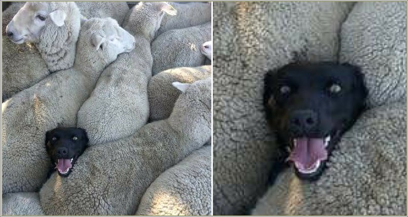 Lied On Your Resume About Sheepdog Experience