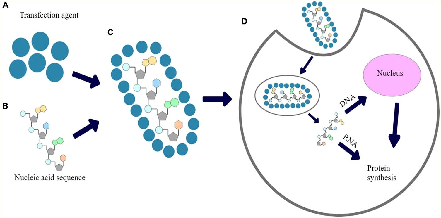 Research Experience Resume Gene Cloning Transfection