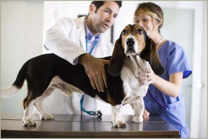 Veterinary Assistant Job Duties For Resume